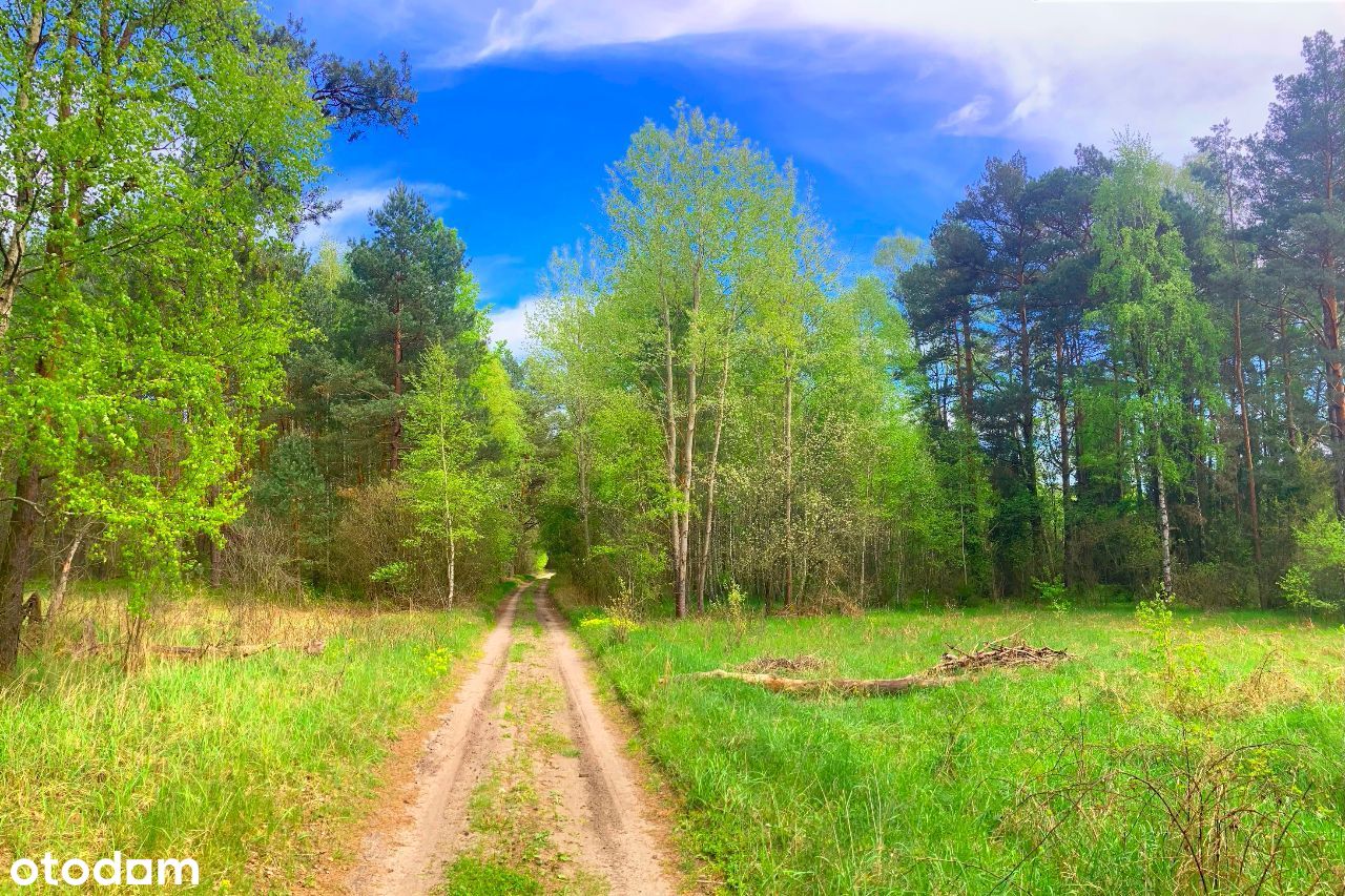 Smyków - działka w lesie