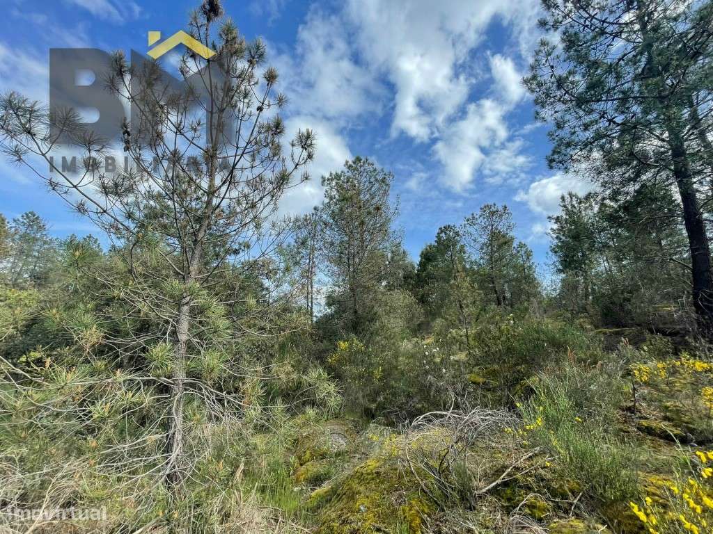 Terreno rustico com 9000m2 em Tinalhas - Grande imagem: 4/10