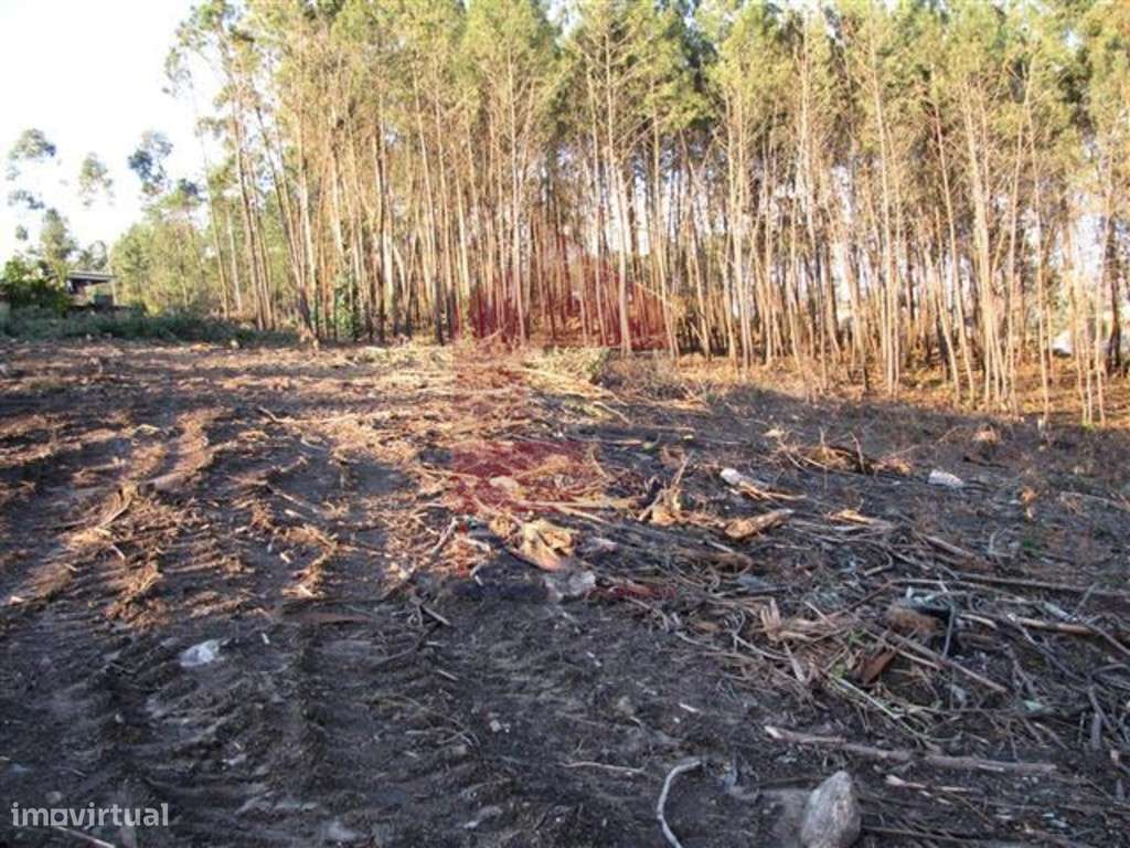 Terreno em floresta produção, Lanhas - Grande imagem: 5/12