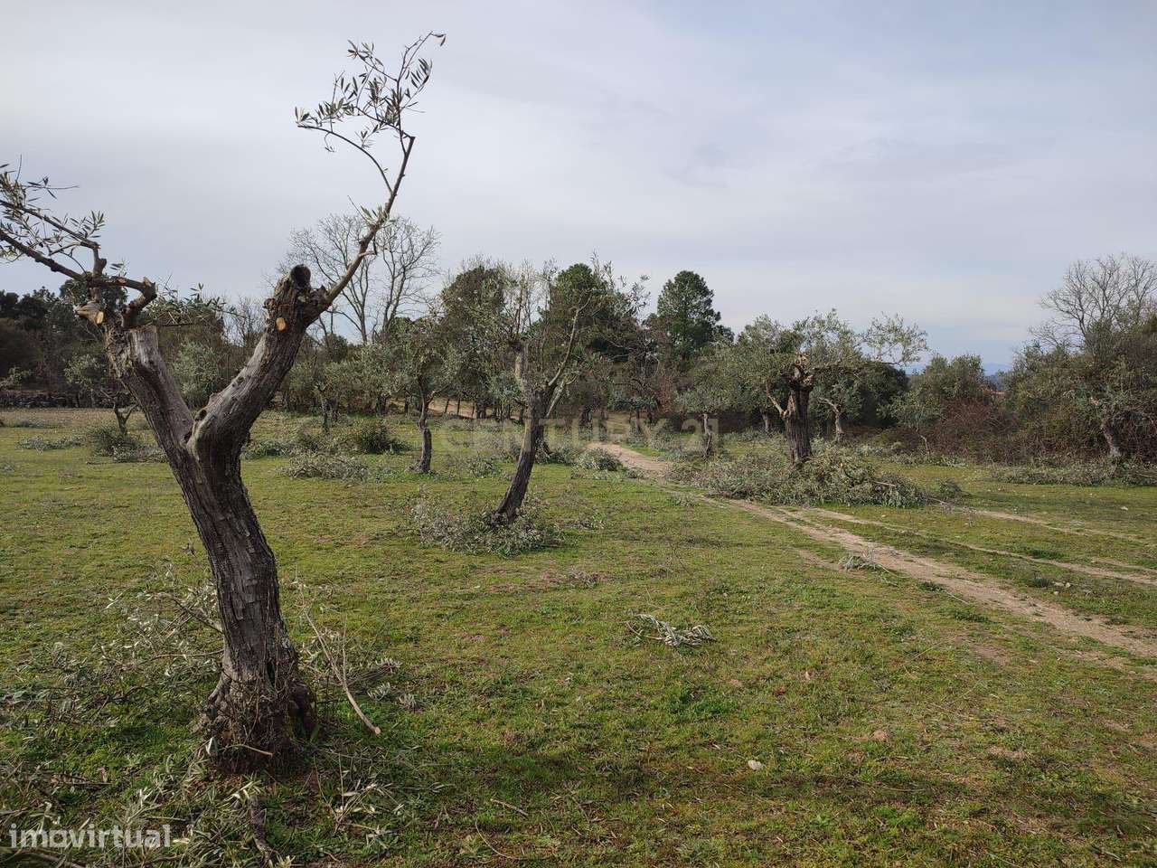 Terreno com olival tradicional | Póvoa de Rio de Moinhos, Castelo Bran - Grande imagem: 5/7