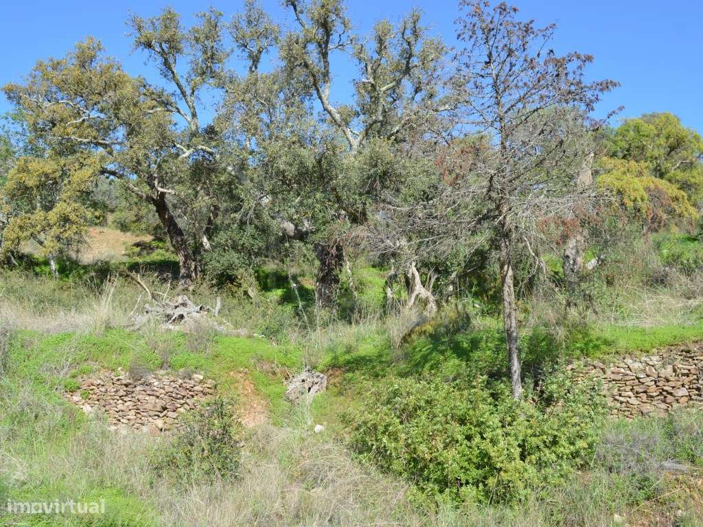 Lote de terreno com uma pequena ruína térrea, São Brás de Alportel,... - Grande imagem: 4/32