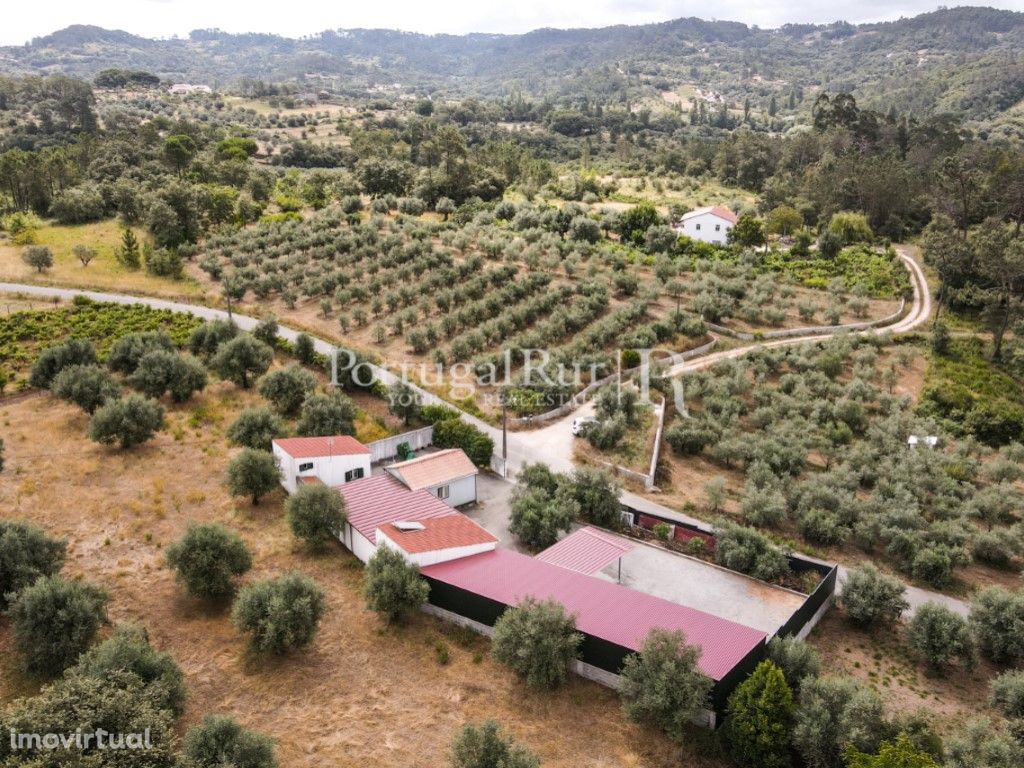 Quinta de 31.165 m2 com olival e terreno para construção