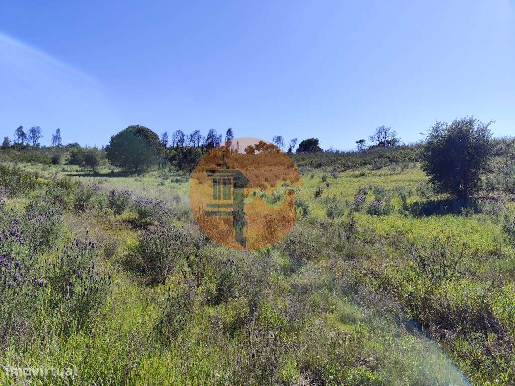 Terreno Rústico Champana, Corte António Martins - Grande imagem: 4/5