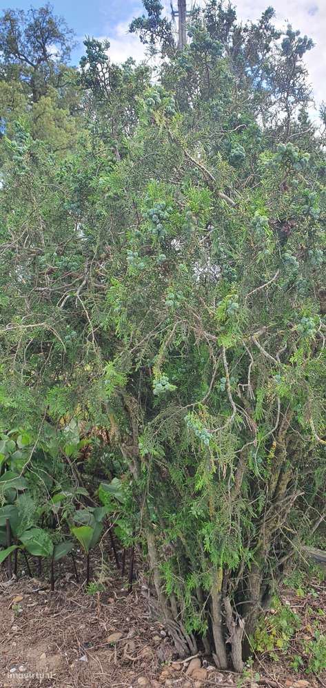 Quinta  5000m2 Viver no Campo Com a Cidade Por Perto Passil Alcochete-4