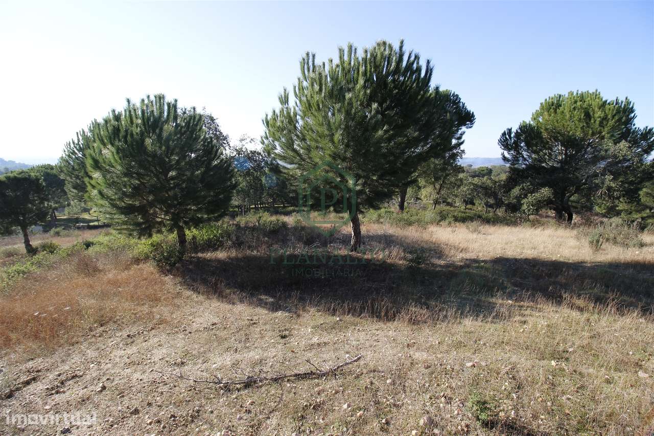 Terreno Rústico  Venda em Mora,Mora-12