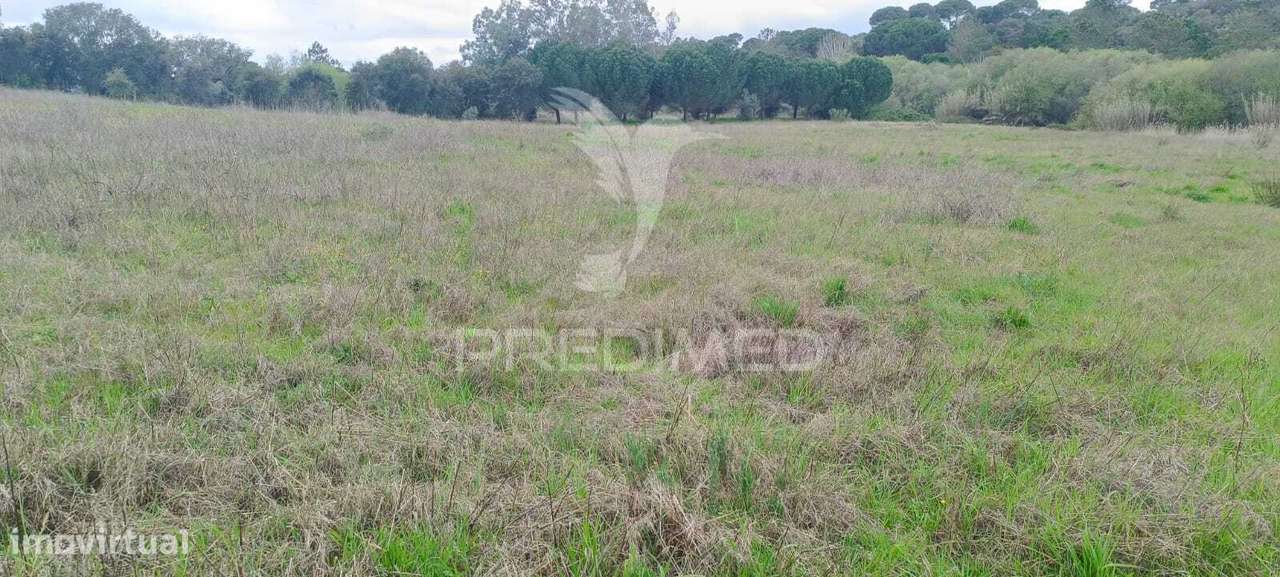 Terreno rustico (1,6 ha) junto à Mata de Cabeção– Excelente Oportun... - Grande imagem: 5/5