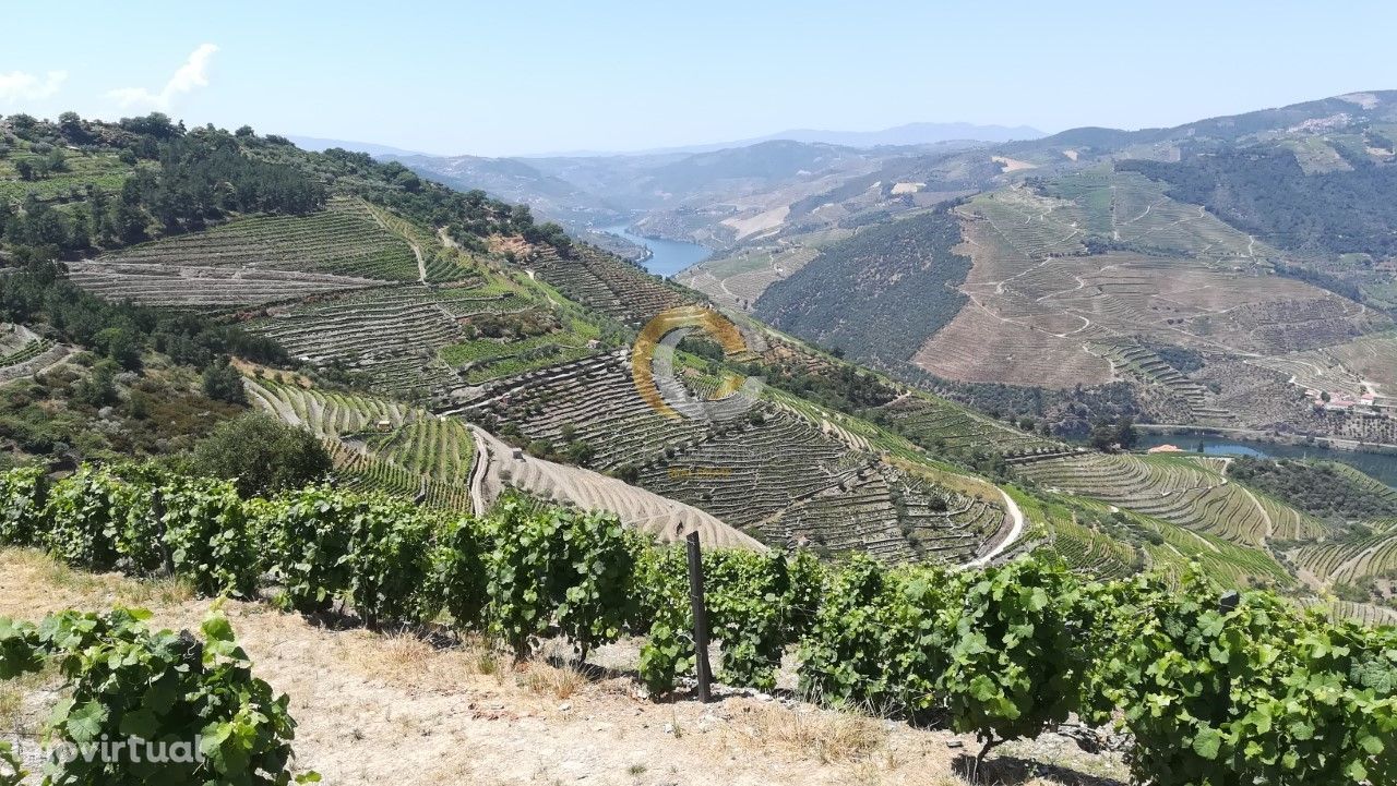 Quinta Vinícola - Alto Douro Vinhateiro