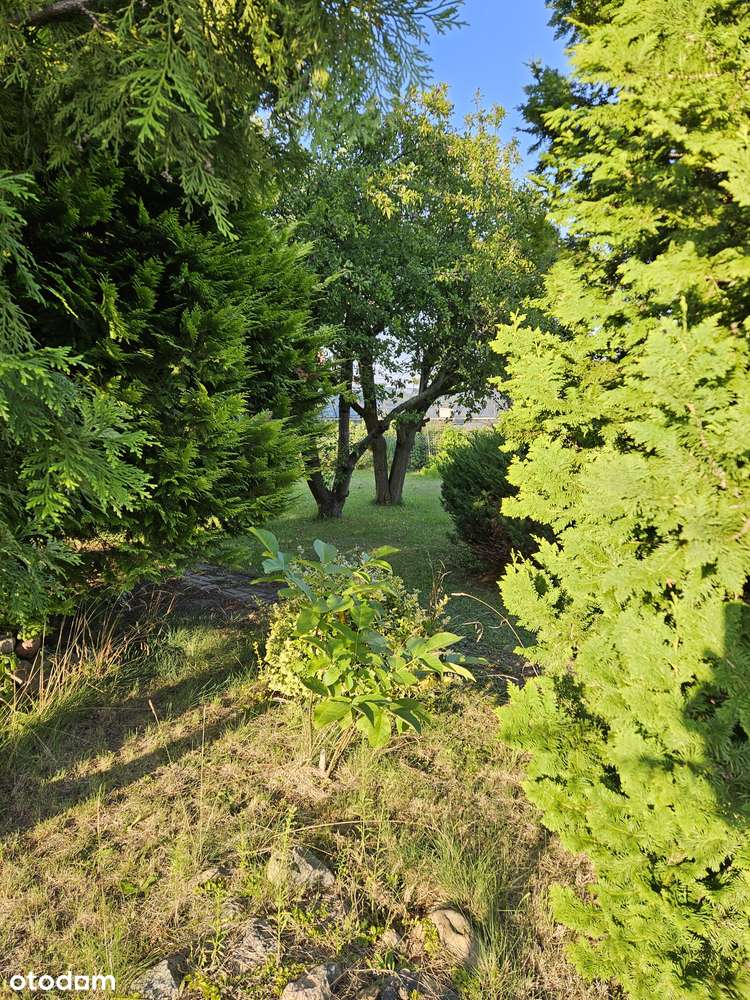 Działka rekreacyjna ROD Obłuże o powierzchni 503 m2 - Pełny obrazek: 2/15