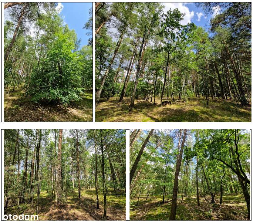 działka leśna I  12300 m2  I gm. Gryfino-4