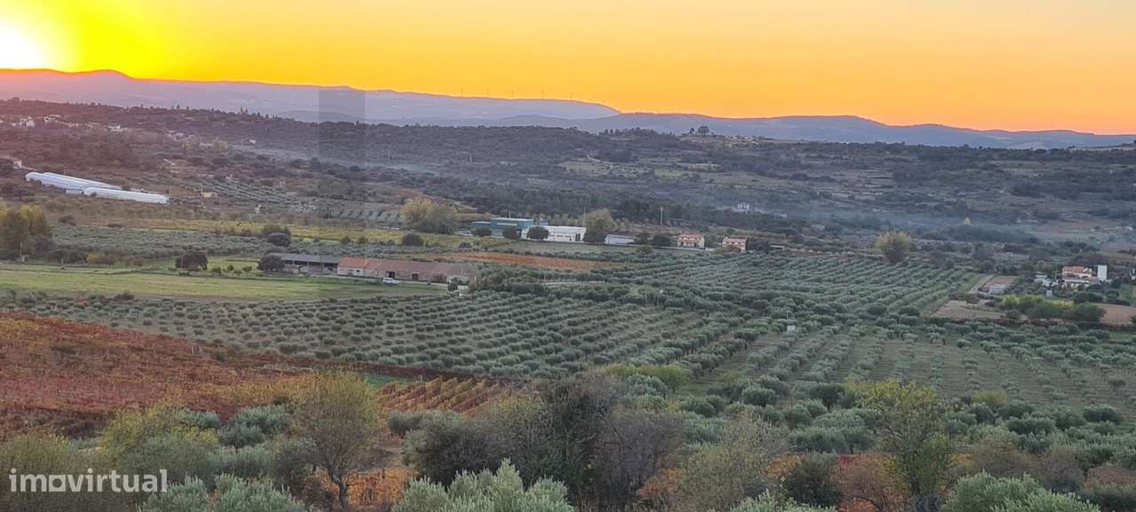 Oportunidade Única | Propriedade Agrícola | 36 Hectares: Oliveiras, Am - Grande imagem: 5/48