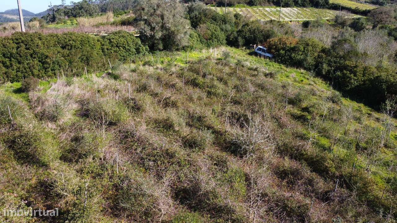 Terreno Agrícola com Vinha 4562 m² – Chanca, Sobral da Abelheira-11