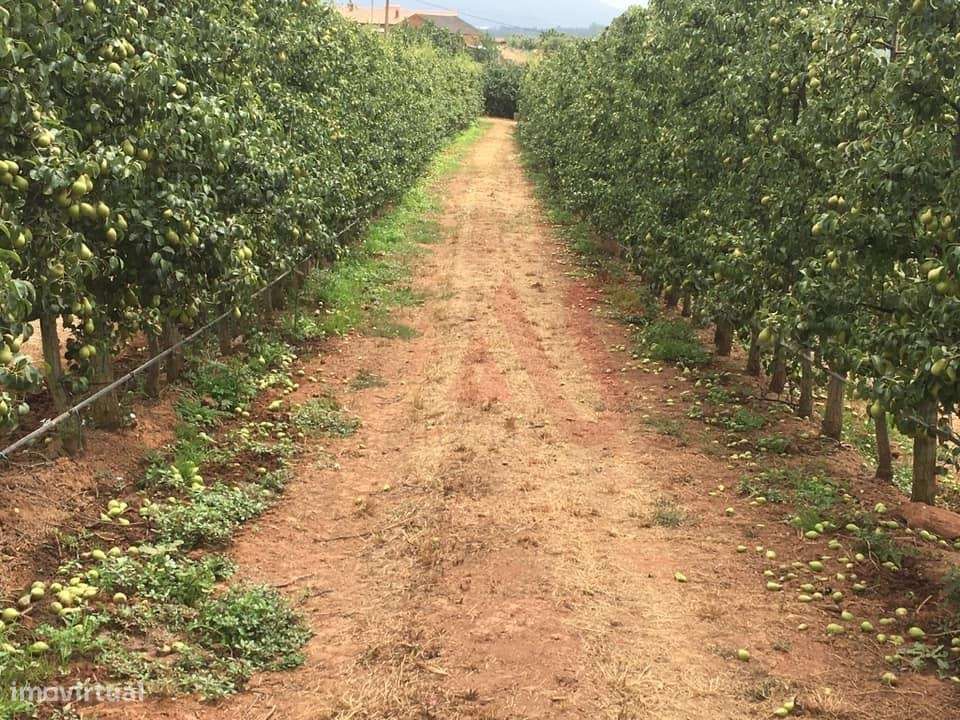Quinta com 10 hectares em Alguber, Cadaval - Grande imagem: 3/15