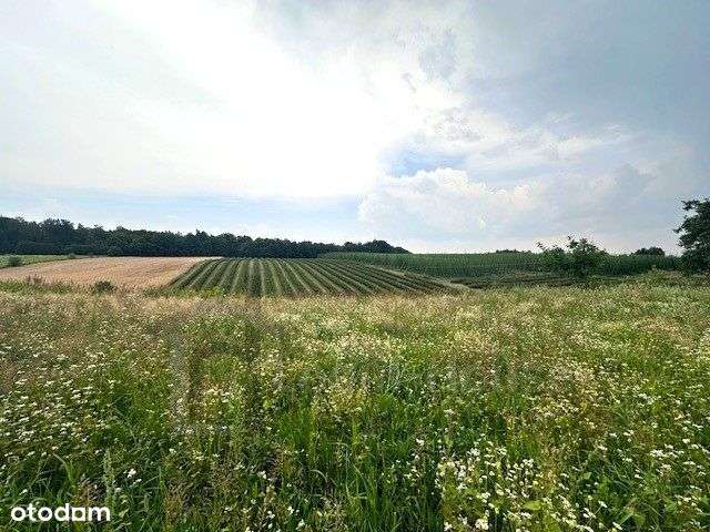 Działka budowlano-rolna niedaleko Kazimierza-11