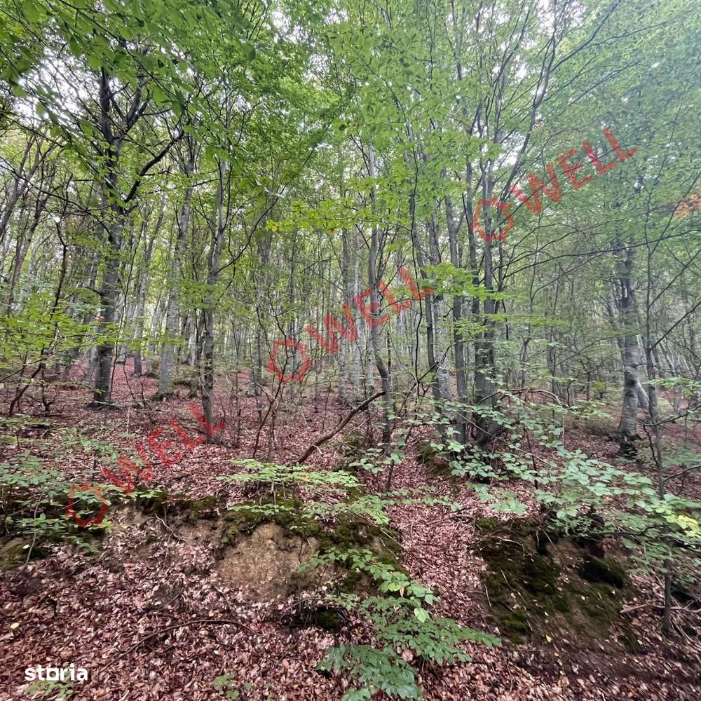 De vânzare pădure mixtă în Dalnic! - Imagine principală: 4/5