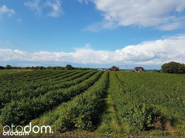 Działka w miejscowości Góry Kolonia 10 000 m2