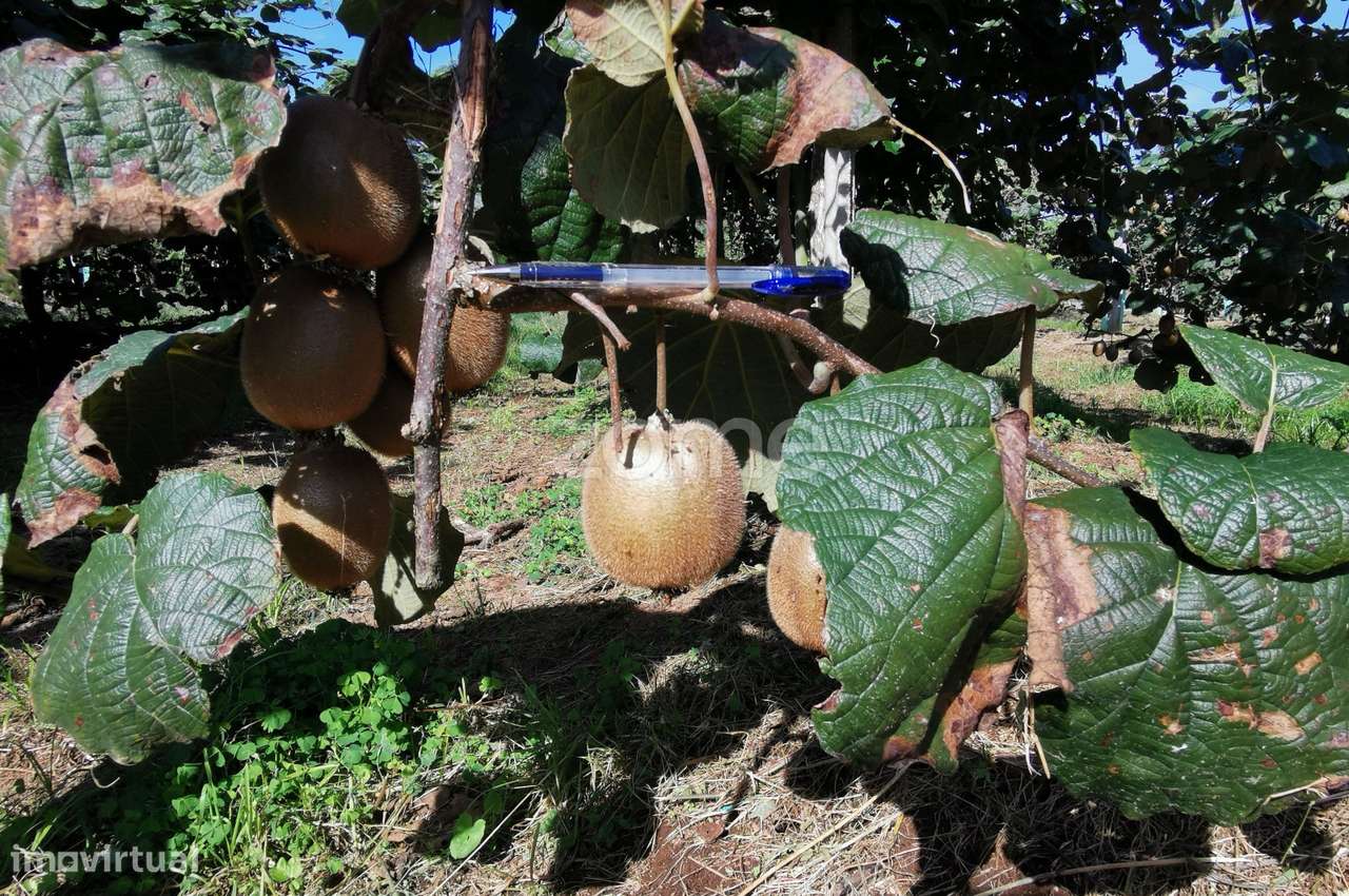 Quinta Kiwis, 1,7ha, 2 casas, piscina, Estrada Real, Águeda, Aveiro - Grande imagem: 5/60