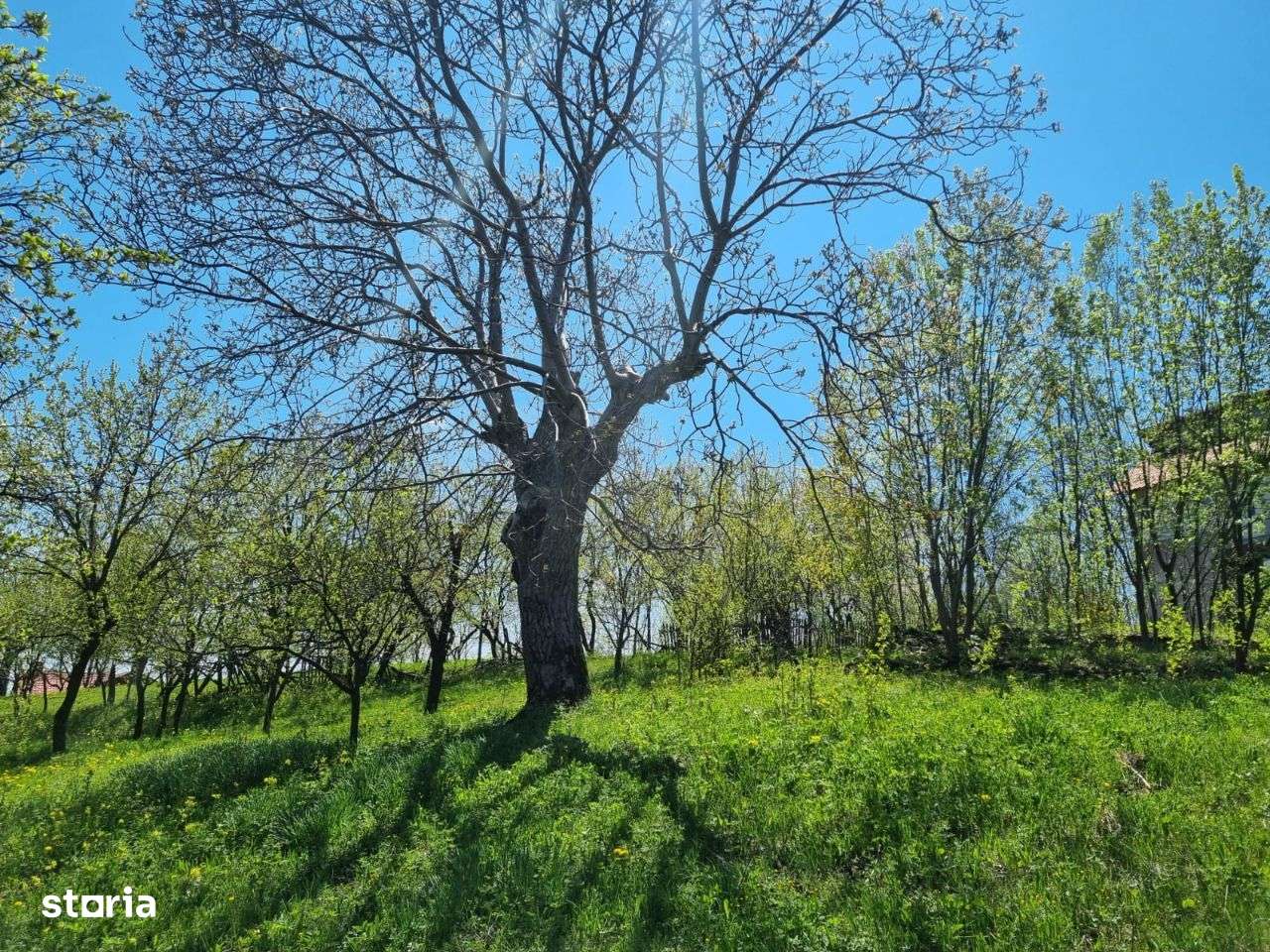 Teren intravilan Comarnic Ghiosesti-aproape moon village - Imagine principală: 5/10