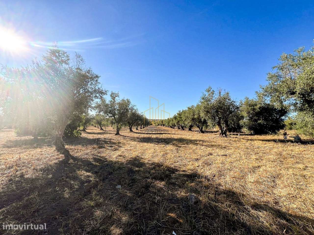 Terreno com ruína, 300 oliveiras e árvores de fruto – Estrada das V... - Grande imagem: 2/9