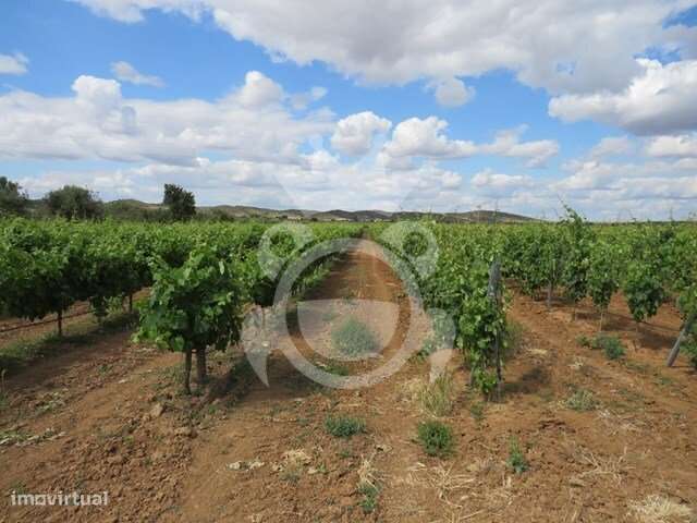 Terreno Agrícola de 11,1 ha com Vinha, Olival e Sistema de Rega – M... - Grande imagem: 5/34