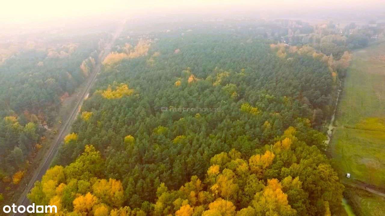 Duża działka leśna- Twoje miejsce w sercu natury! - Pełny obrazek: 5/5