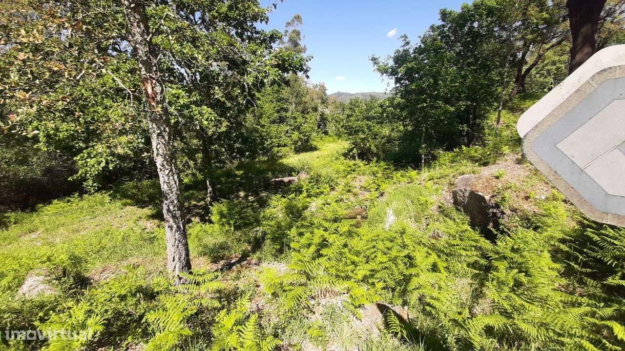 Terreno-Quintinha – Oliveira de Frades - Grande imagem: 5/15