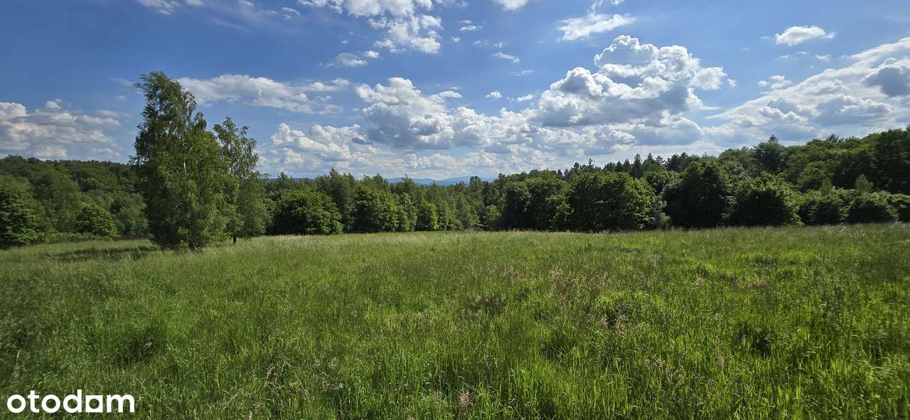 Dom z 3 ha działką na leśnej polanie-3