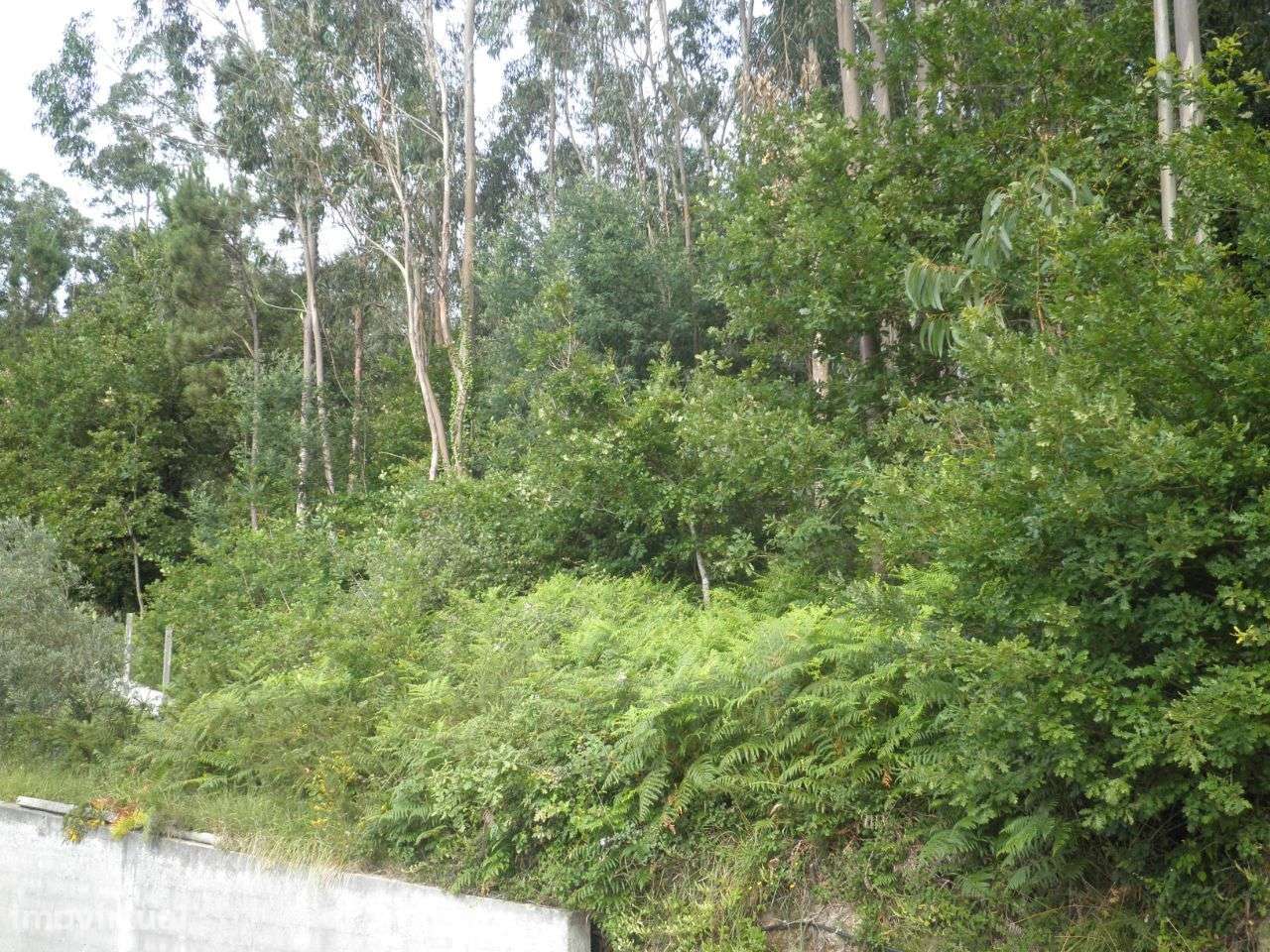 Terreno p/construção – Sever do Vouga - Grande imagem: 4/11