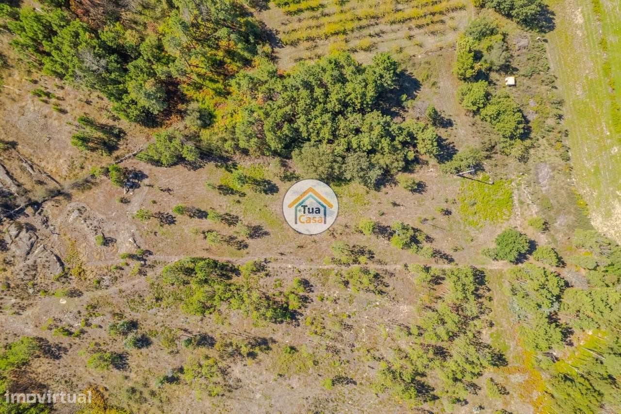 Terreno Rústico em Mangualde - Grande imagem: 4/16