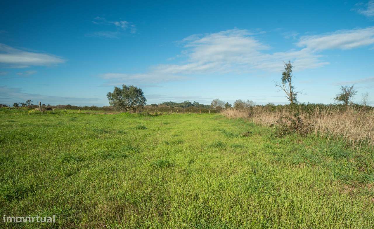 TERRENO–CACIA-AVEIRO - Grande imagem: 5/16