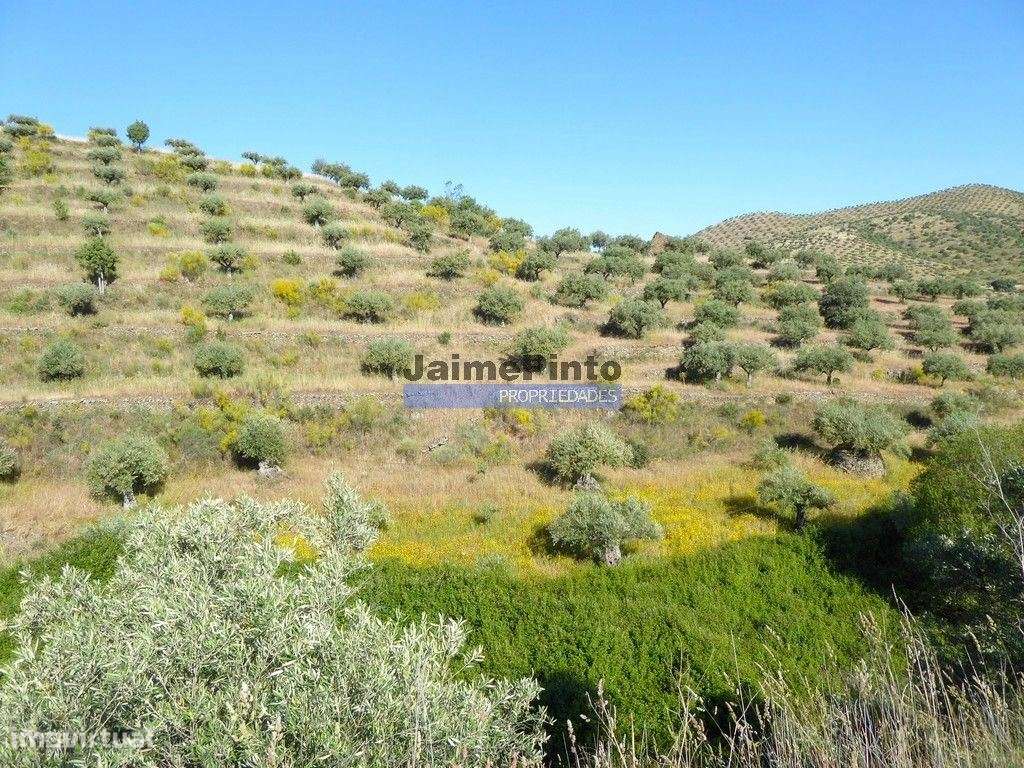 11ha olival amendoal ruína. Barca D'Alva, F.C. Rodrigo. - Grande imagem: 3/9