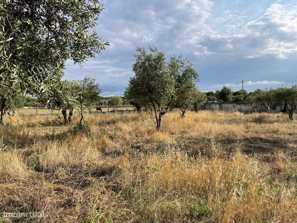 Excelente Terreno em Santa Eulalia/Elvas-7