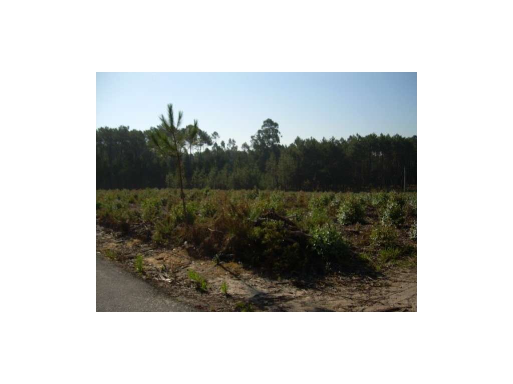 Terreno Venda Leiria - Grande imagem: 2/3