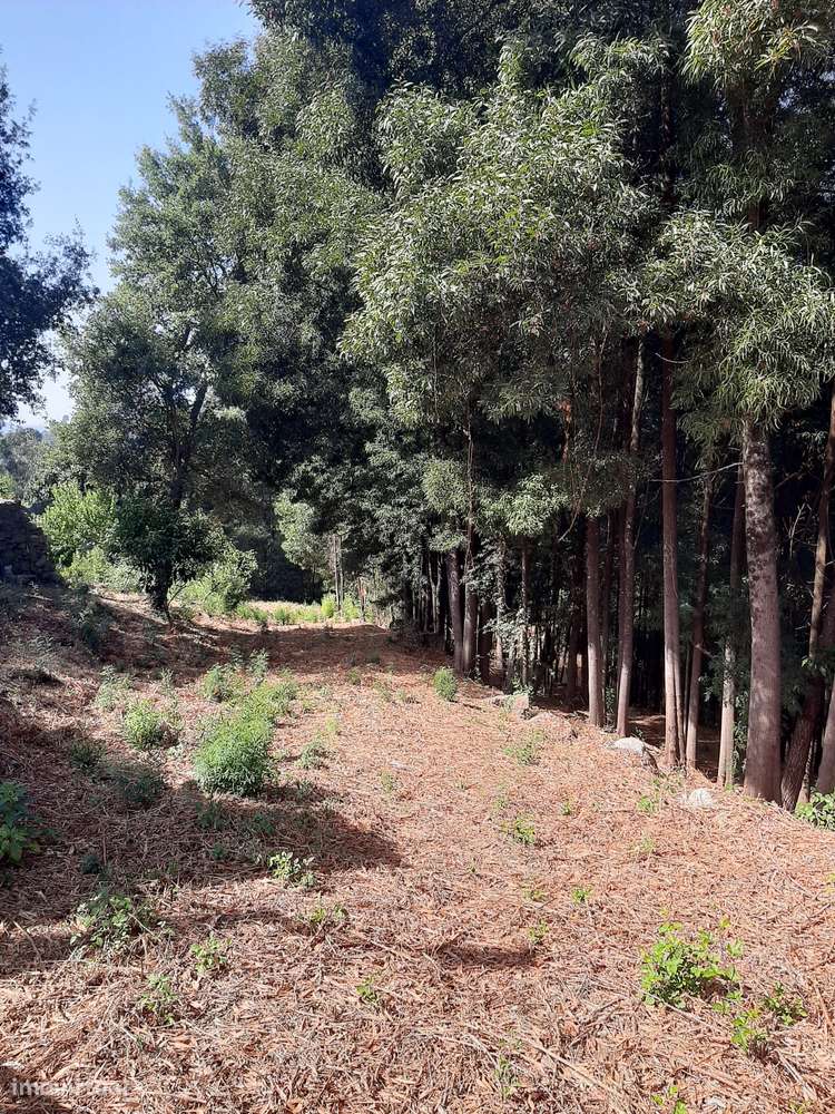Vende Quinta Termas São Vicente Penafiel-24