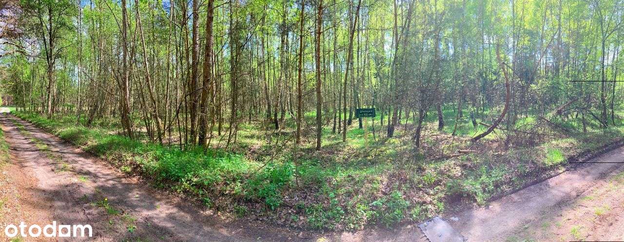 Smyków, gmina Raków - działka w lesie - Pełny obrazek: 4/12