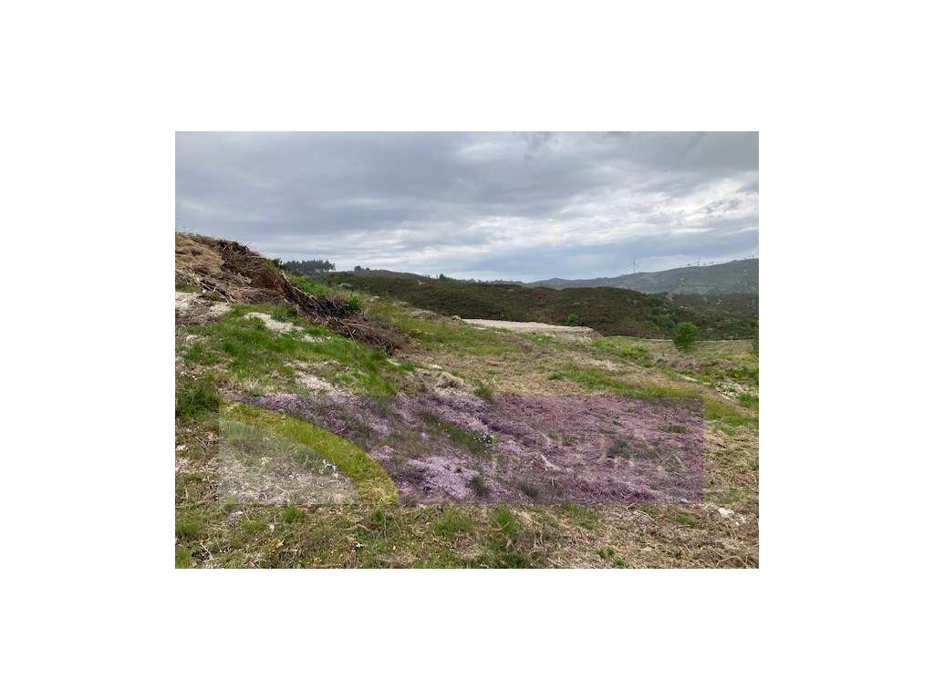 Terreno, Celorico de Bastos-8