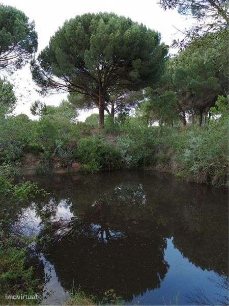 Monte em Feixe - Coruche, 5 ha-5