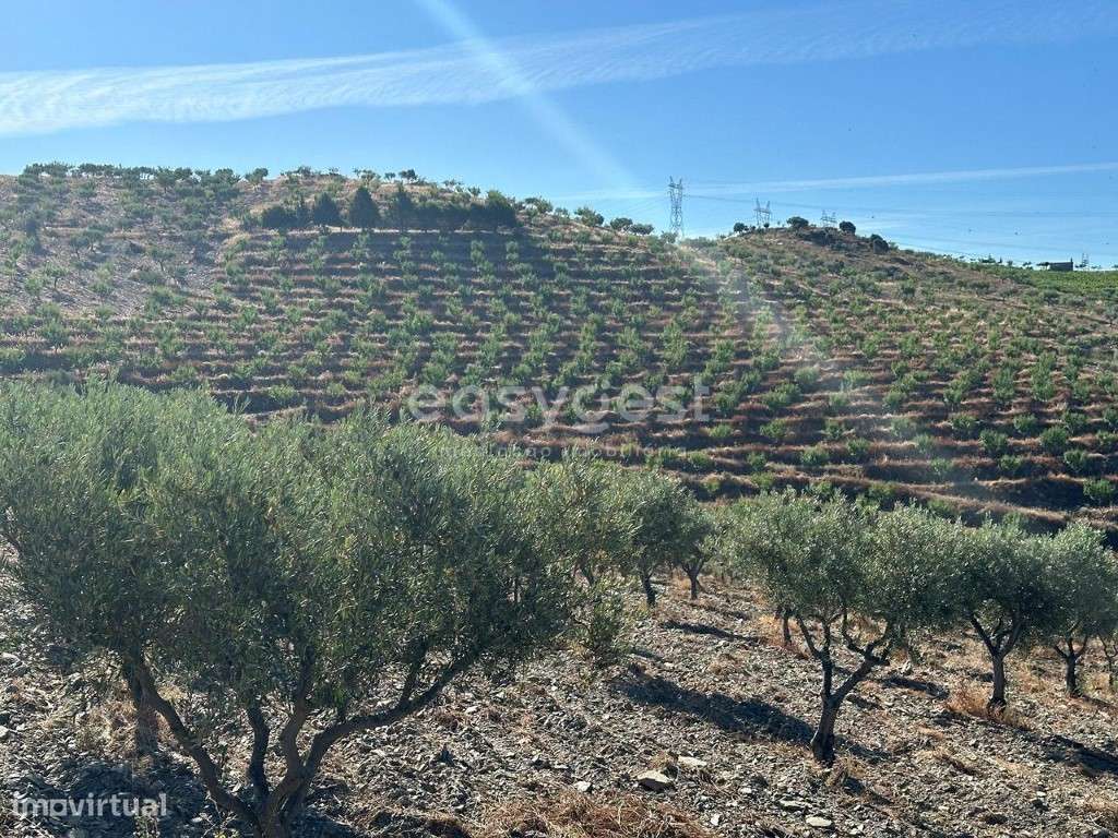 Magnifico Terreno Agrícola com 226810 m2 na região do Douro Superior. - Grande imagem: 4/22