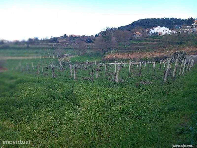 Terreno Agrícola com vinha - Grande imagem: 4/4