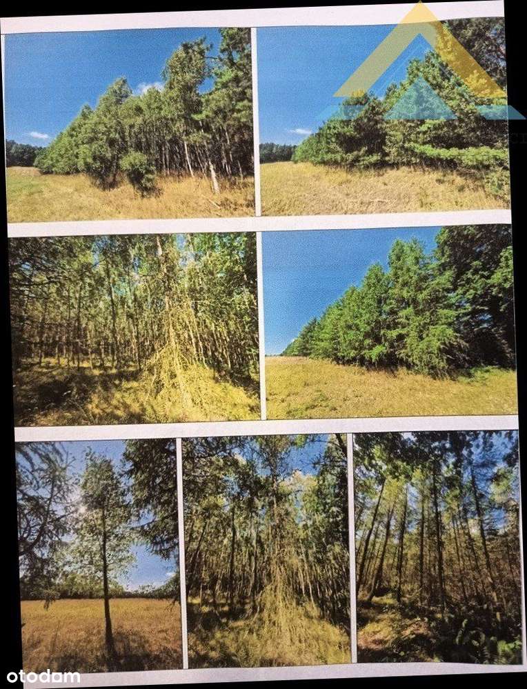 Działka leśna w Chłopowie 3,24 ha , 230 tys.!-7