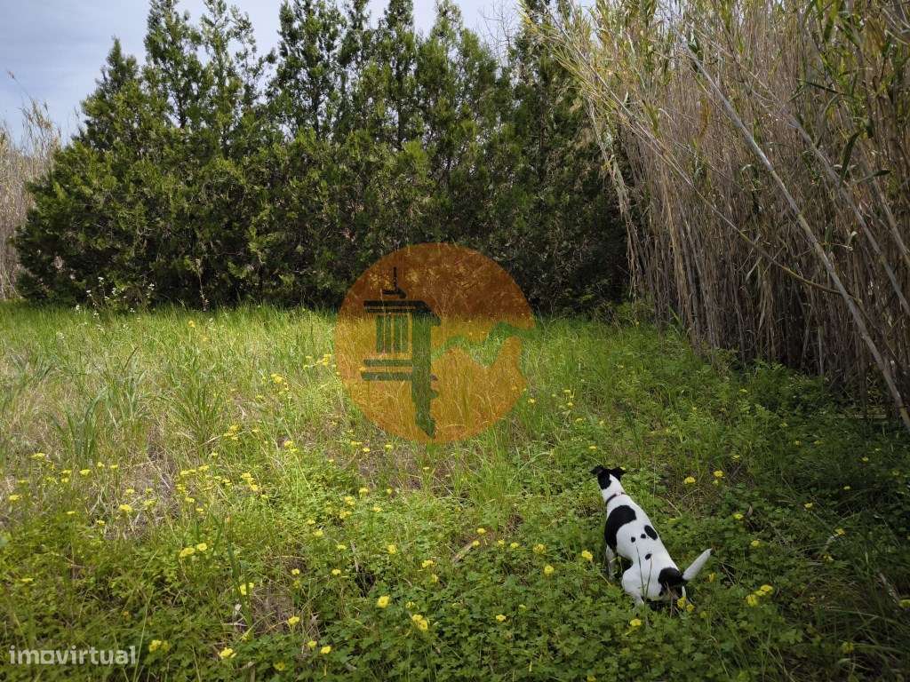 TERRENO COM 1.360 M2 - COM FURO - ÁGUA E ELETRICIDADE - JUNTO AO RI... - Grande imagem: 3/45