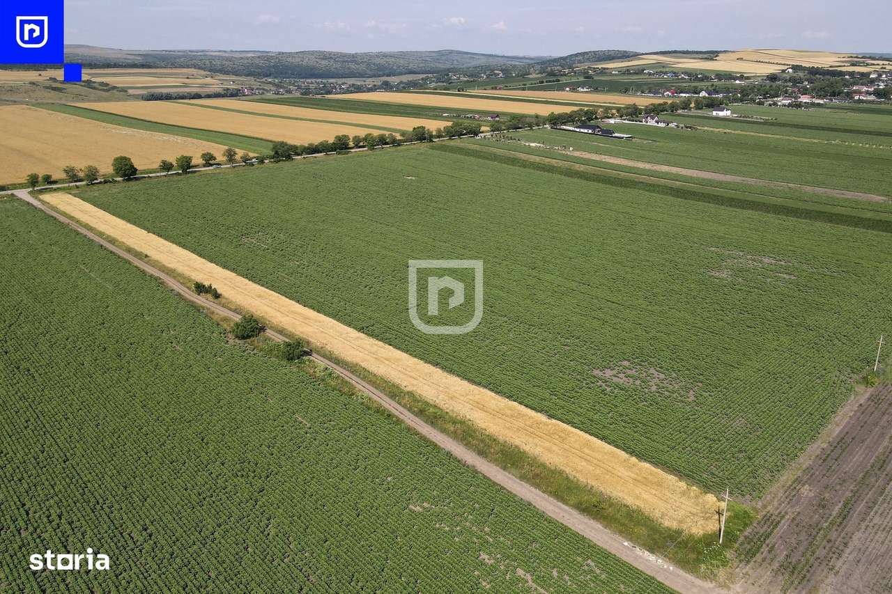 Teren - Orășeni Deal, Curtești | BOTOȘANI | 10.000mp - Imagine principală: 5/8