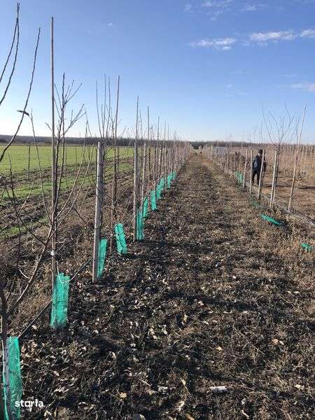 De vanzare plantatie de mar - Imagine principală: 5/6