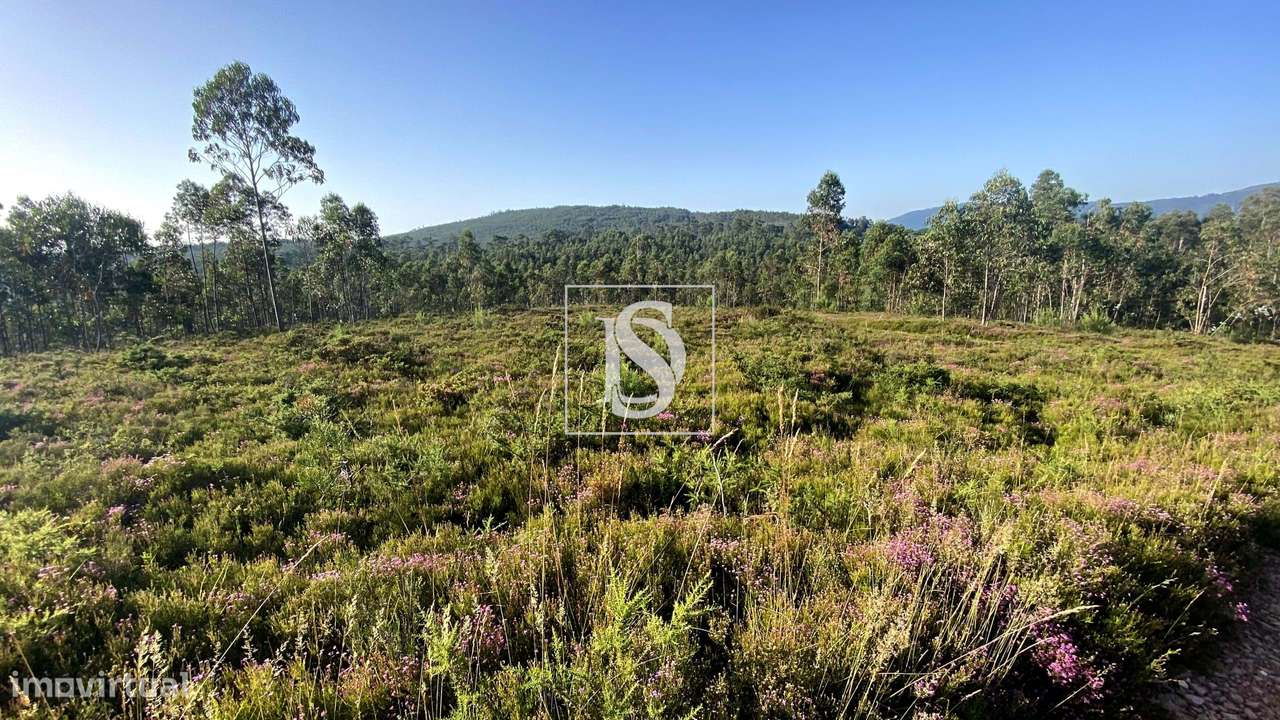 Terreno Florestal com 7.979 m² – Lamelas e Guimarei, Santo Tirso - Grande imagem: 3/4