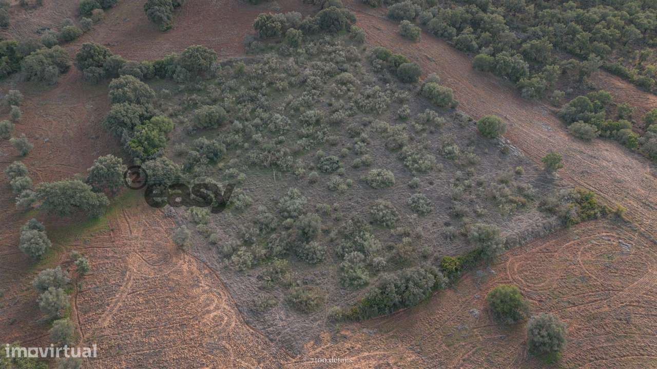 Terreno Rústico em Vila De Frades - Grande imagem: 4/4