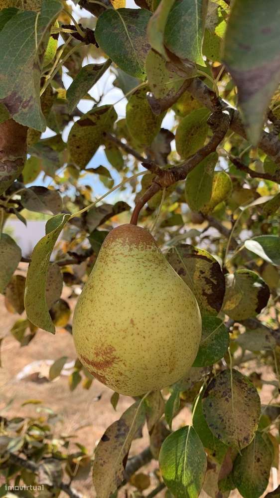 Terreno Rústico em Sobreda, Almada - Grande imagem: 5/21