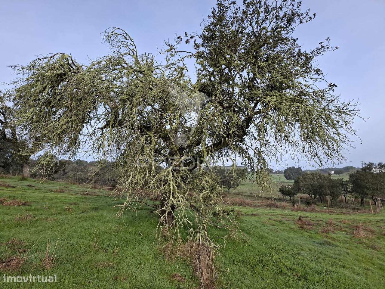 Terreno Rústico com 4,1 Hectares no Rosário - Alandroal - Grande imagem: 4/28