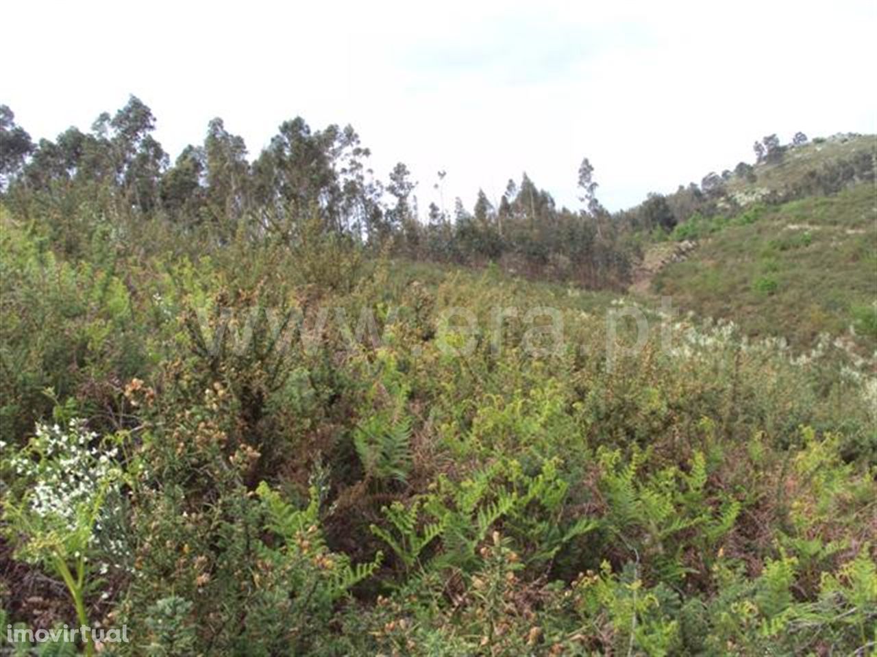 Fafe, Terreno Rústico