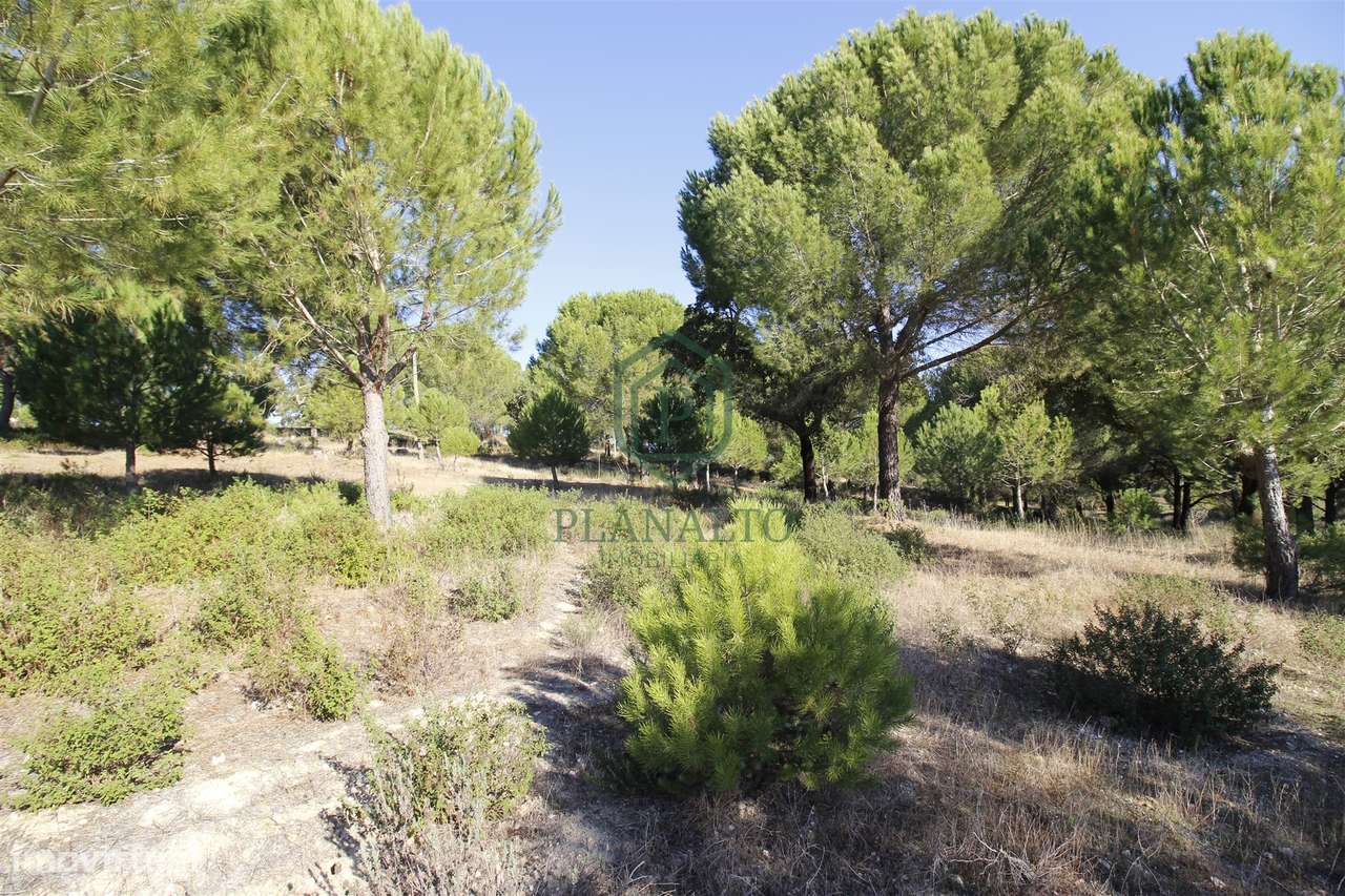 Terreno Rústico  Venda em Mora,Mora-14