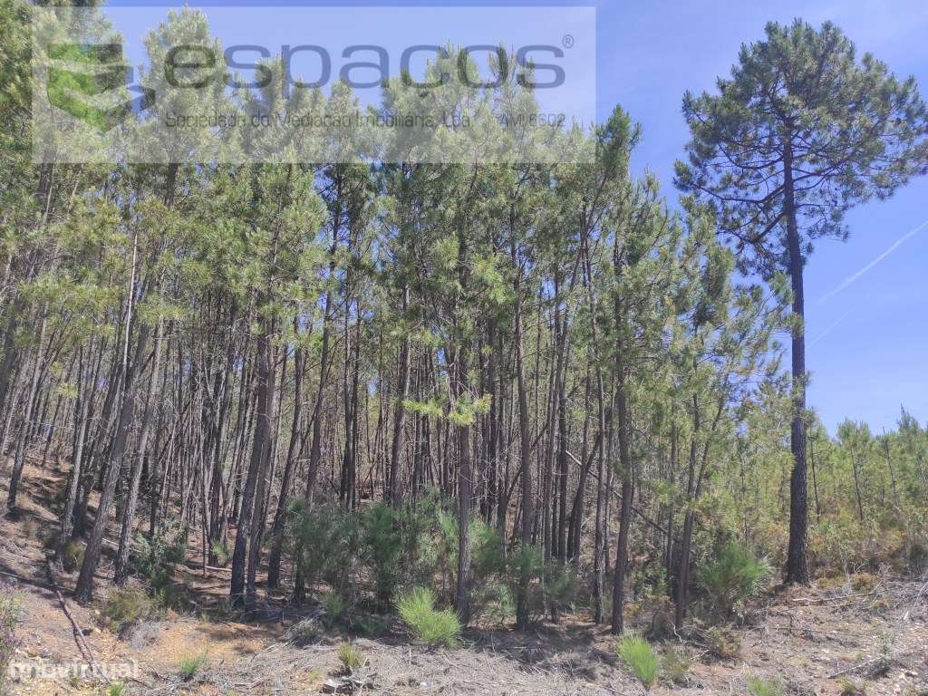 Terrenos Florestais - Grande imagem: 4/22