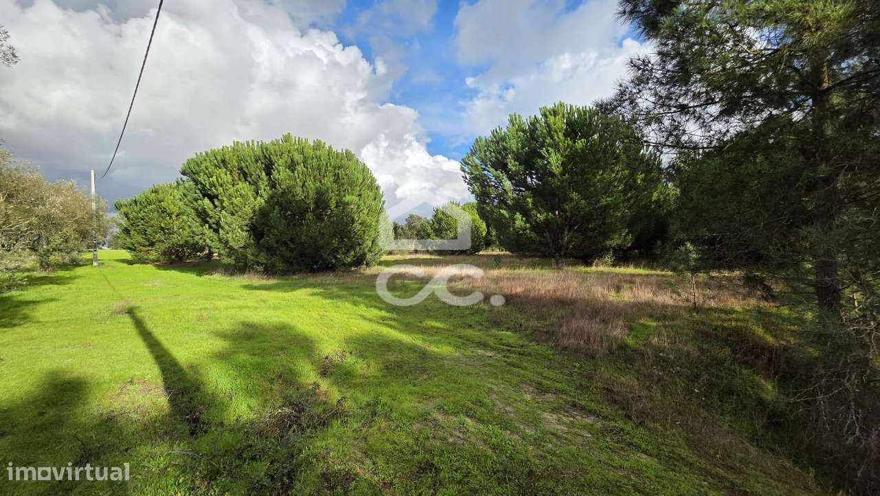 Terreno com 4,35 ha em Pegões Velhos: Potencial Agrícola e Viabilidade - Grande imagem: 4/8